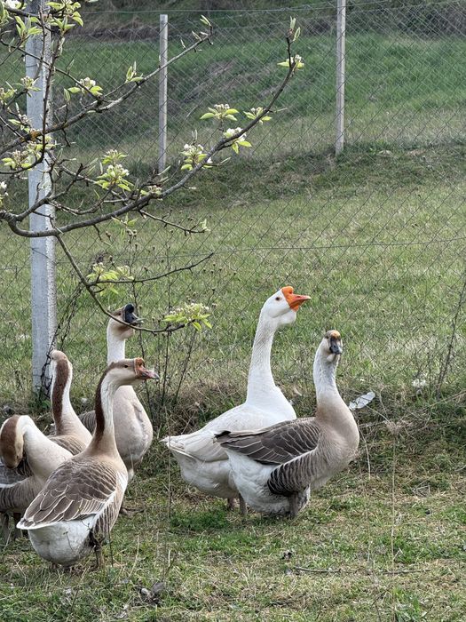 Gaste de vanzare