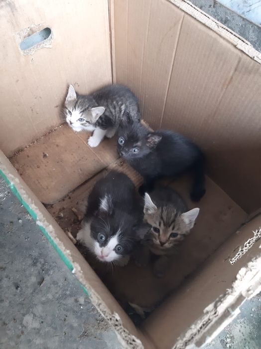 Котята в добрые руки