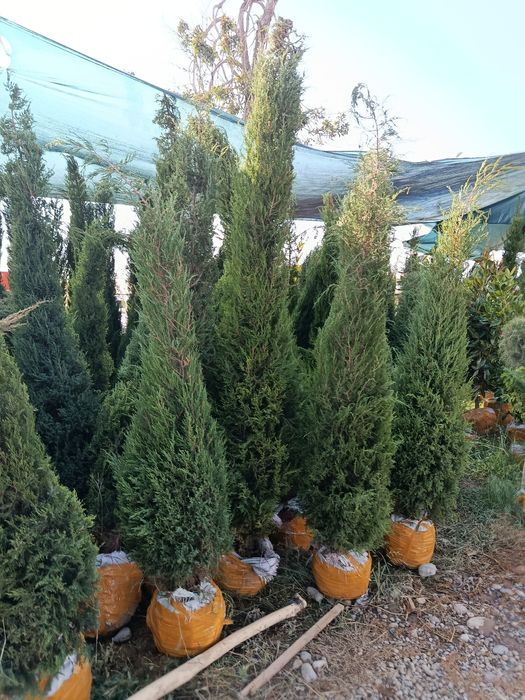 Богбон садовник богбон