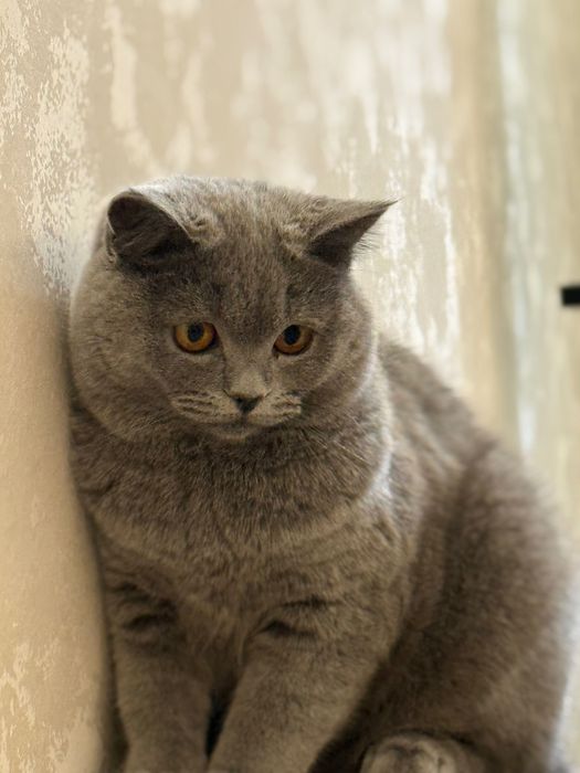 Ищем мальчика для вязки