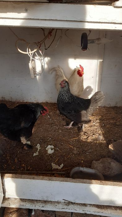 Pasari de curte sanatoase