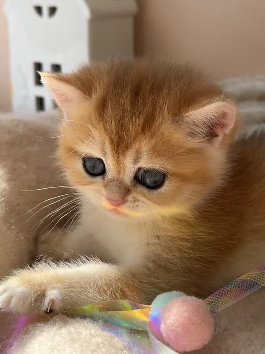 Котата британские окрас золотоя шиншилла