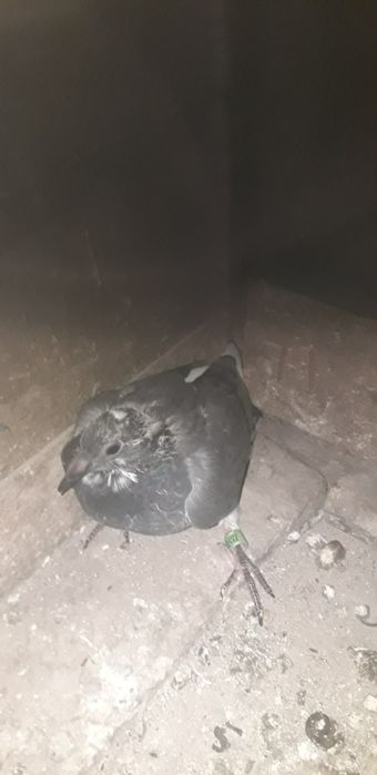 Vand porumbei voiajori