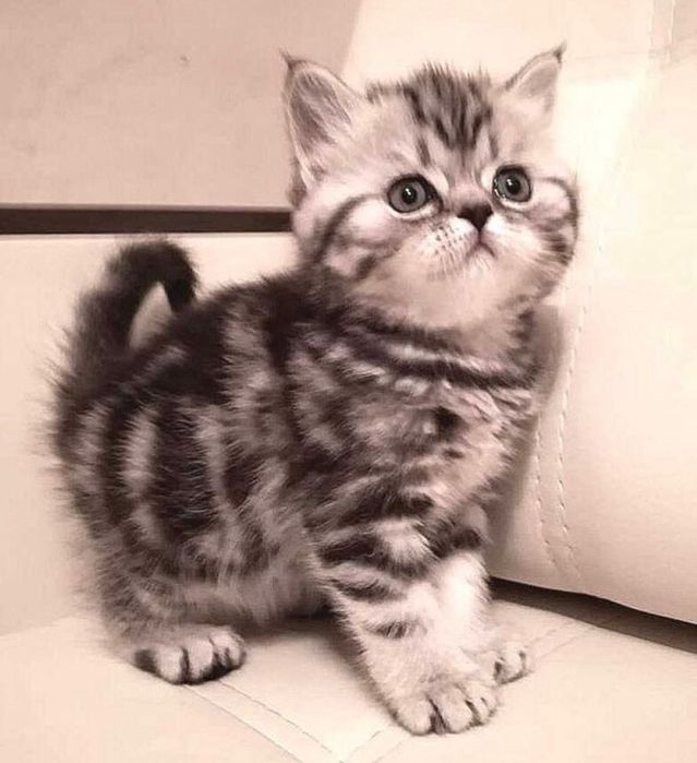 Продаются шотландские малыши!