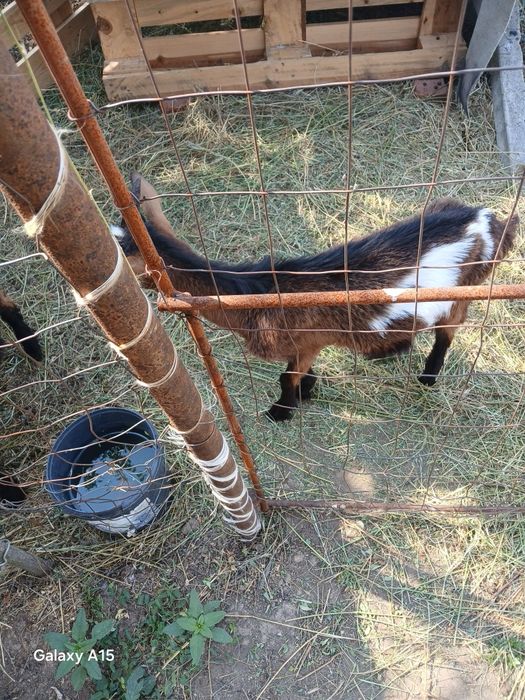 Tapii Alpini  cu  Metis vârstă 5 luni vaccinuri făcute