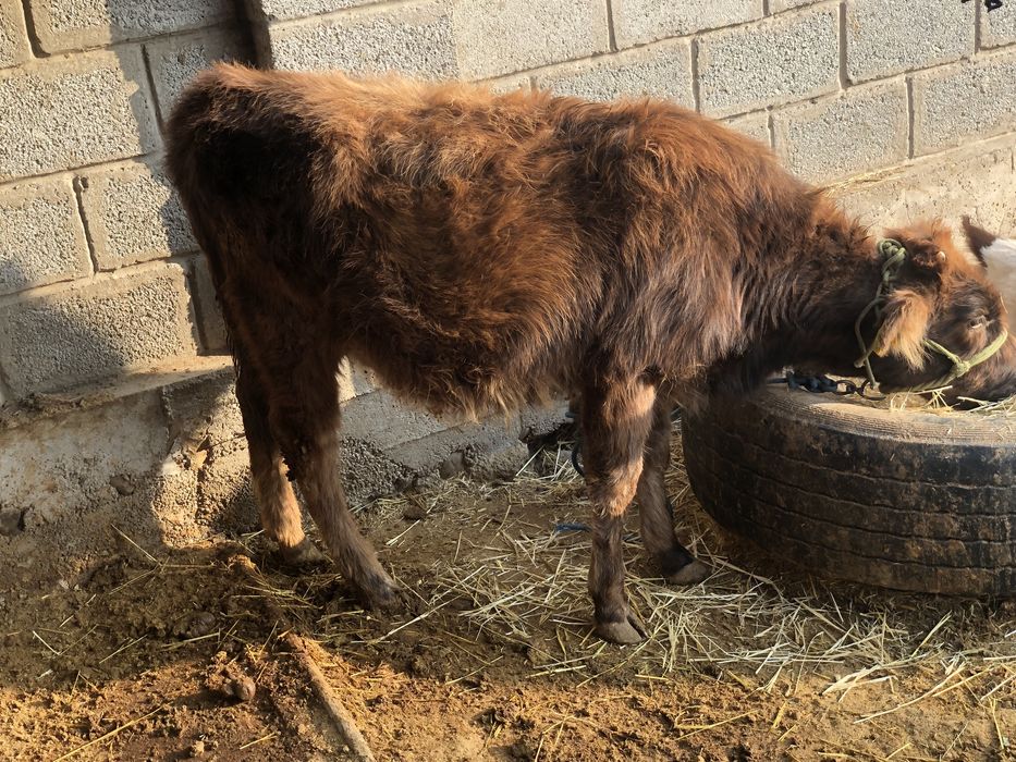 Продаётся корова доиная