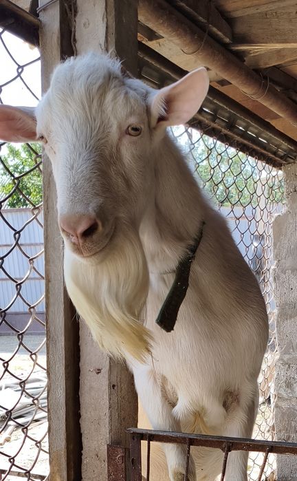 Ешкі КОЗА Занен ұрғашы лағымен