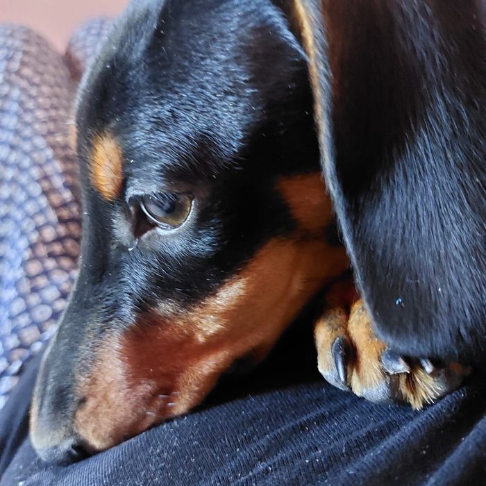 Такса, кабель - 8 месяцев