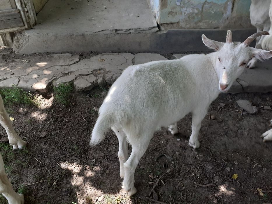 Vand 2 Iezi buni de lapte