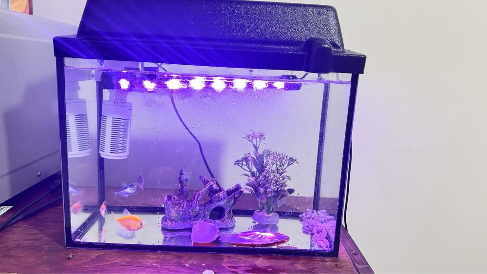 Продам аквариум с 4 шт рыбкой.