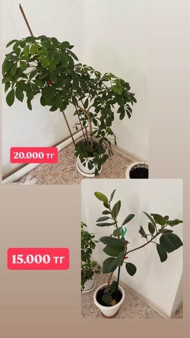 Үлкен үй гүлдері.