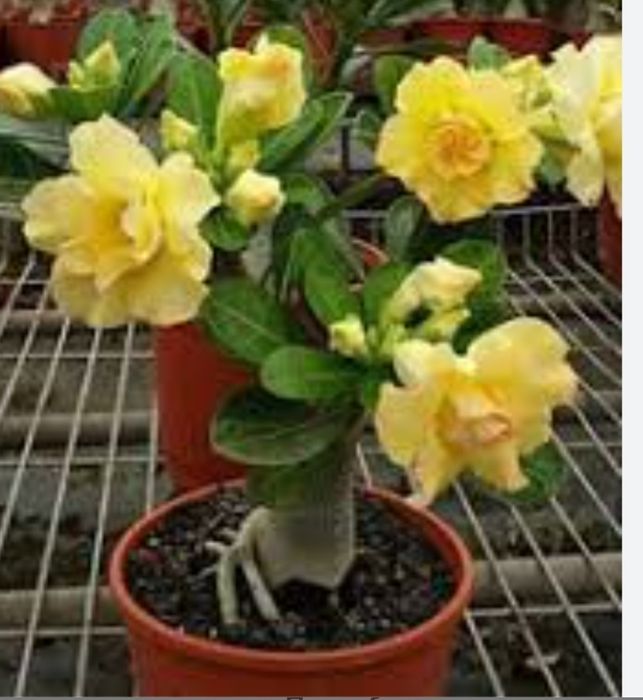 Цветы для офиса и дома от 500