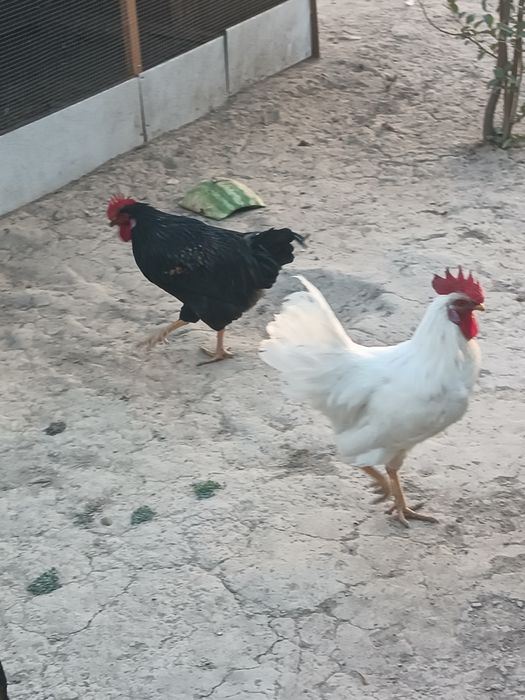 Xorozlar sotiladi domashniy zo'r boqilgan 5oylik