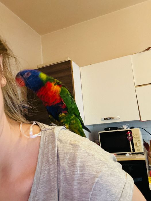 Papagali LORY Arcobaleno