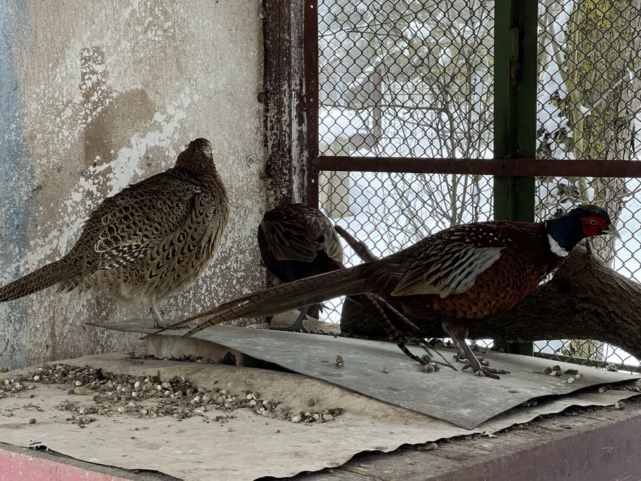 Vând  pereche fazani comuni! Sau schimb cu auriu galben sau rosu