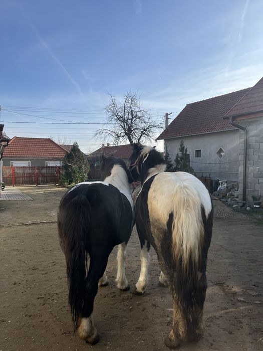 Vand doua iepe petriti