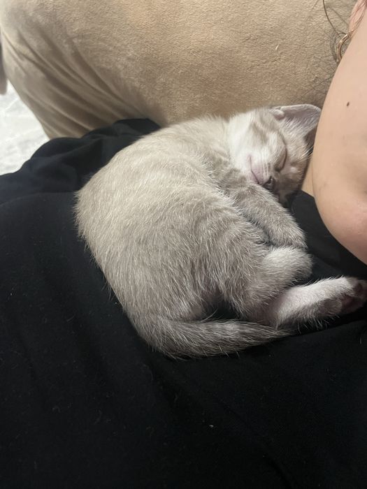 Котята, мальчики
