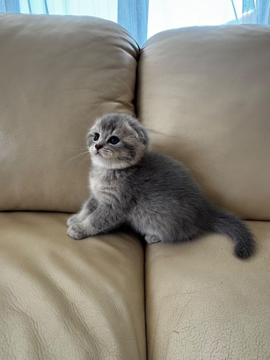 Котята шотландские вислоухие
