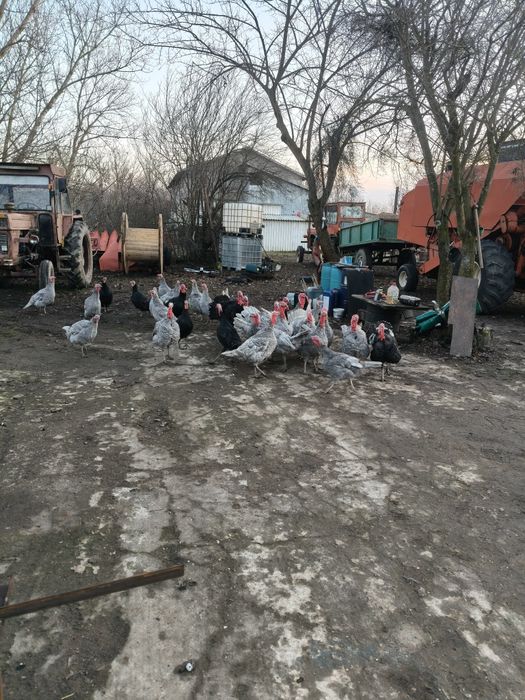 Vând curcani tineri