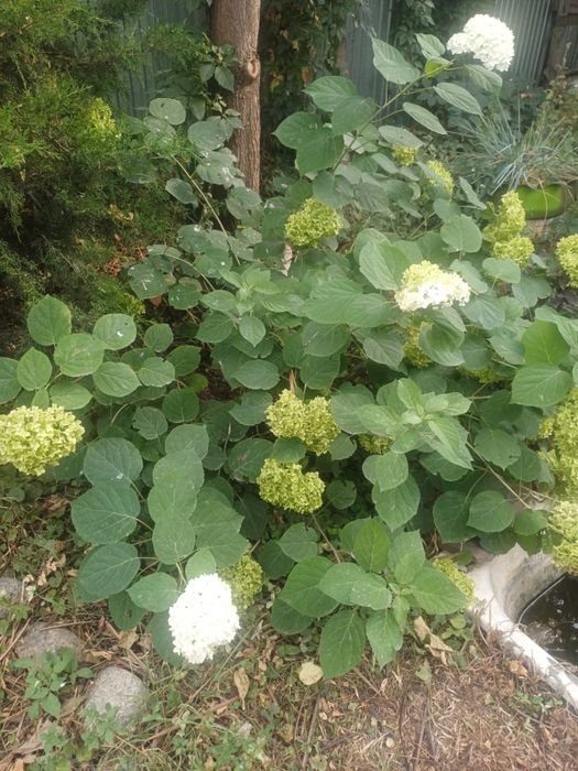 Растения, цена договорная