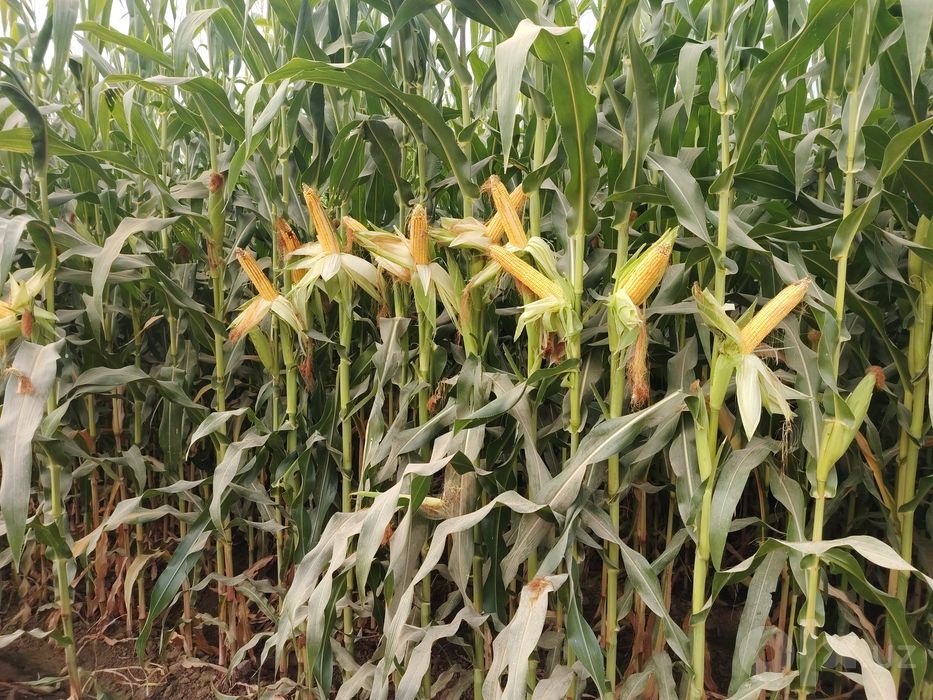 Chempion silos 777