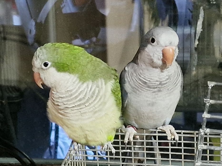 Papagal pui călugăr