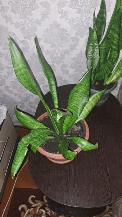 Продам щучий хвост 1300