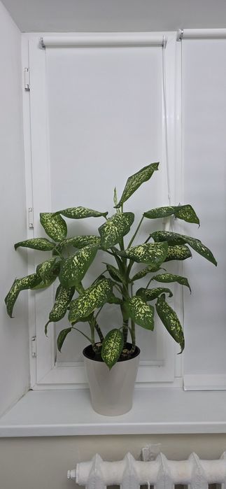 Продам комнатные цветы