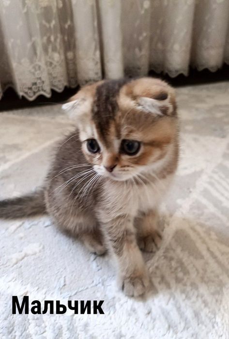 Срочно продаётся котёнок