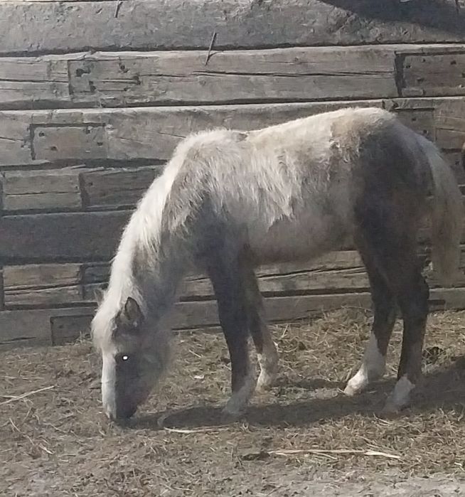 Жабағы сатылады ұрғашы тұрған жері поселок шидерты