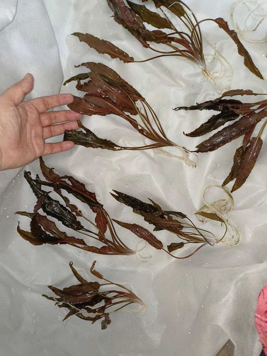 Красная крипкарина