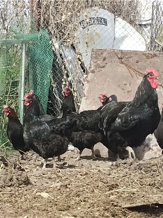 Продам курей Джерсии́ский Гигант