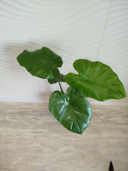 Alakaziya makro karpa
