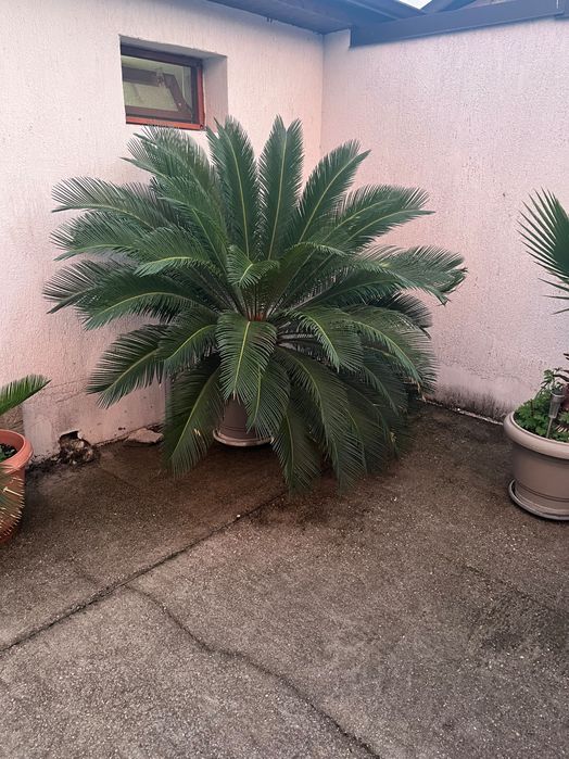 Страхотна Палма  cycad cycas revoluta