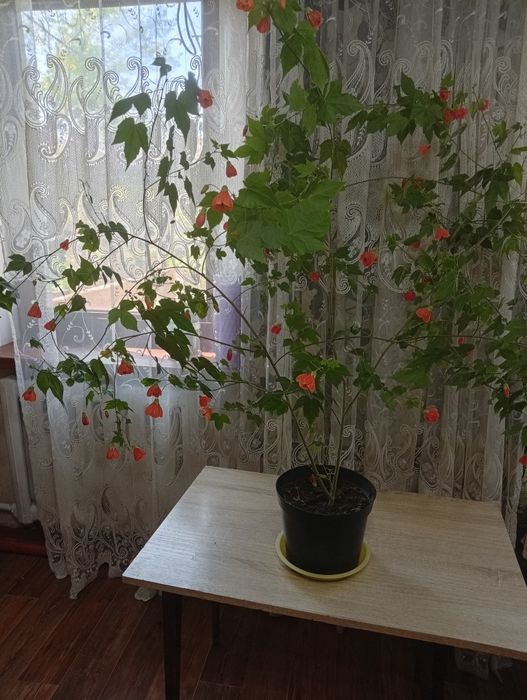 Продам цветы домашние