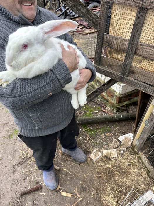 Vand iepuri marele alb si urias de transilvania