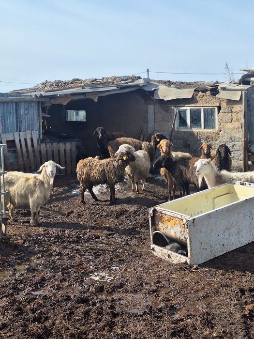 Козылы кой 6 бас,