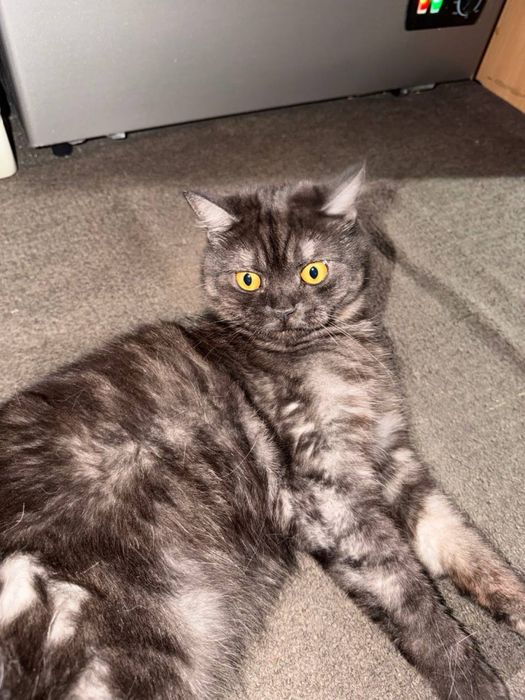 котик отдам в добрые руки