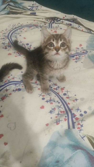 Отдам котят бесплатно