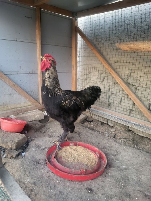 Xoʻroz sotiladi! 1yosh