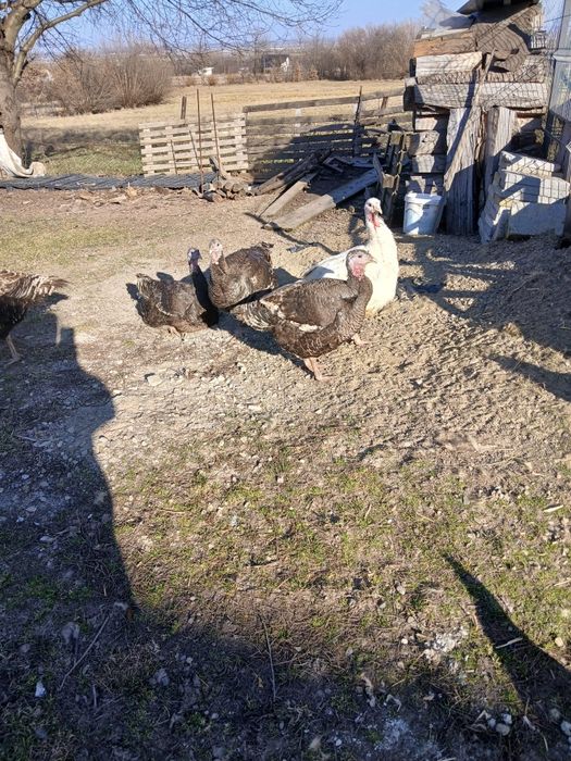 Vand curci de la tara