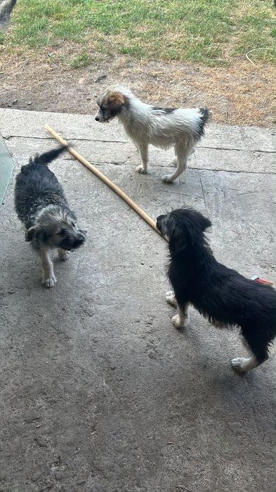 Donez 3 cățelușe în vârstă de 3 luni