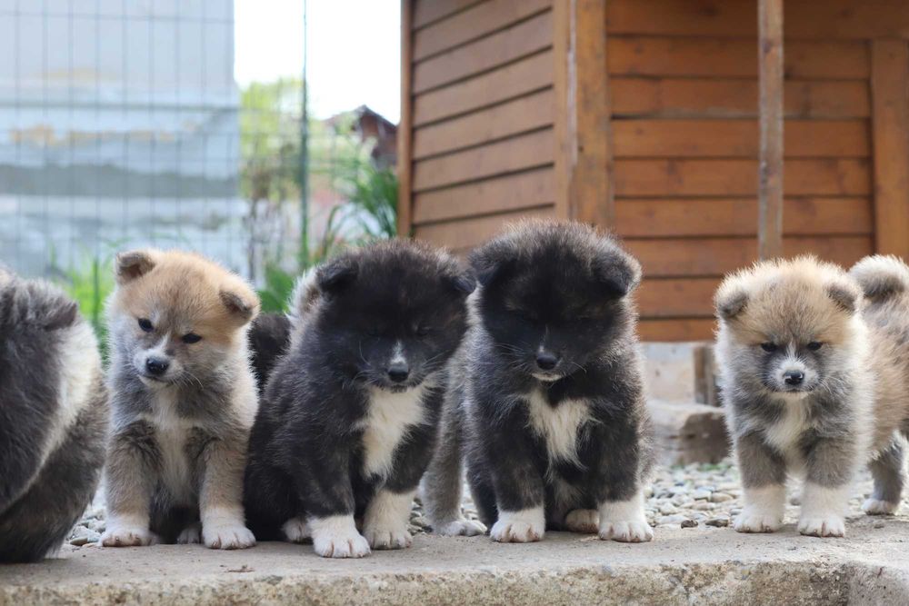 Pui Akita Inu femela