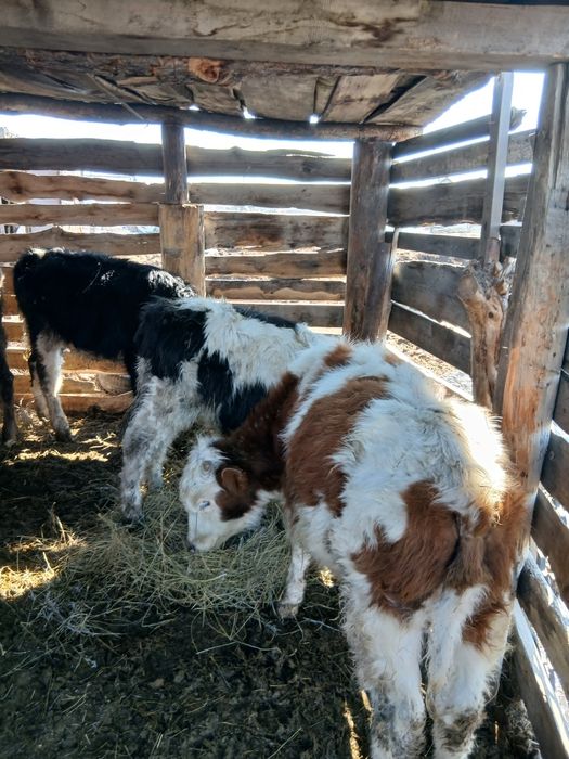 Продам коров, много