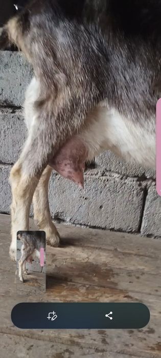 Альпийский ешкі сатылады