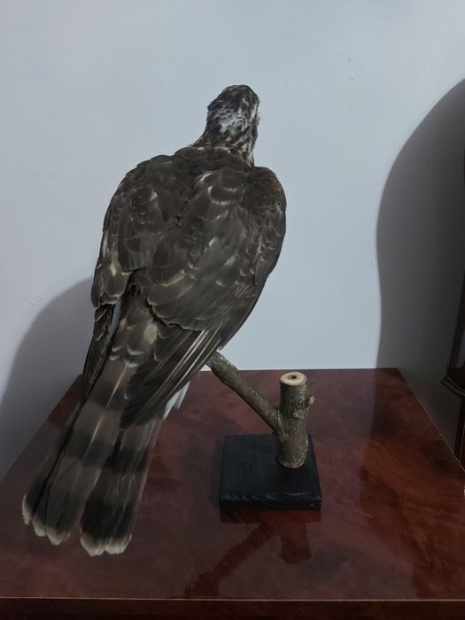 Uliu pasarar impaiat UP1