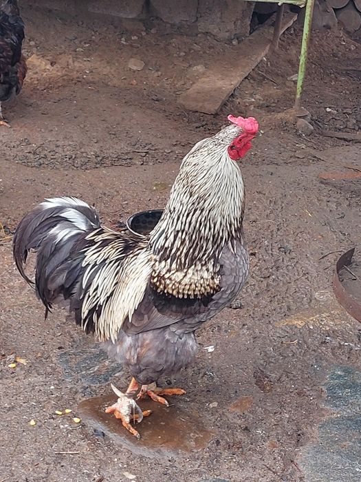 Vând cocoș de anul trecut