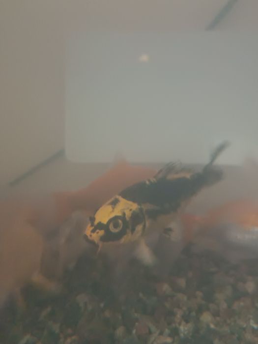 Продаются Коя карпы..