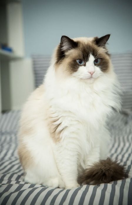 Передержка кошек