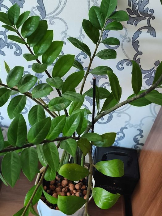 Продам замиокулькас (долларовое дерево)